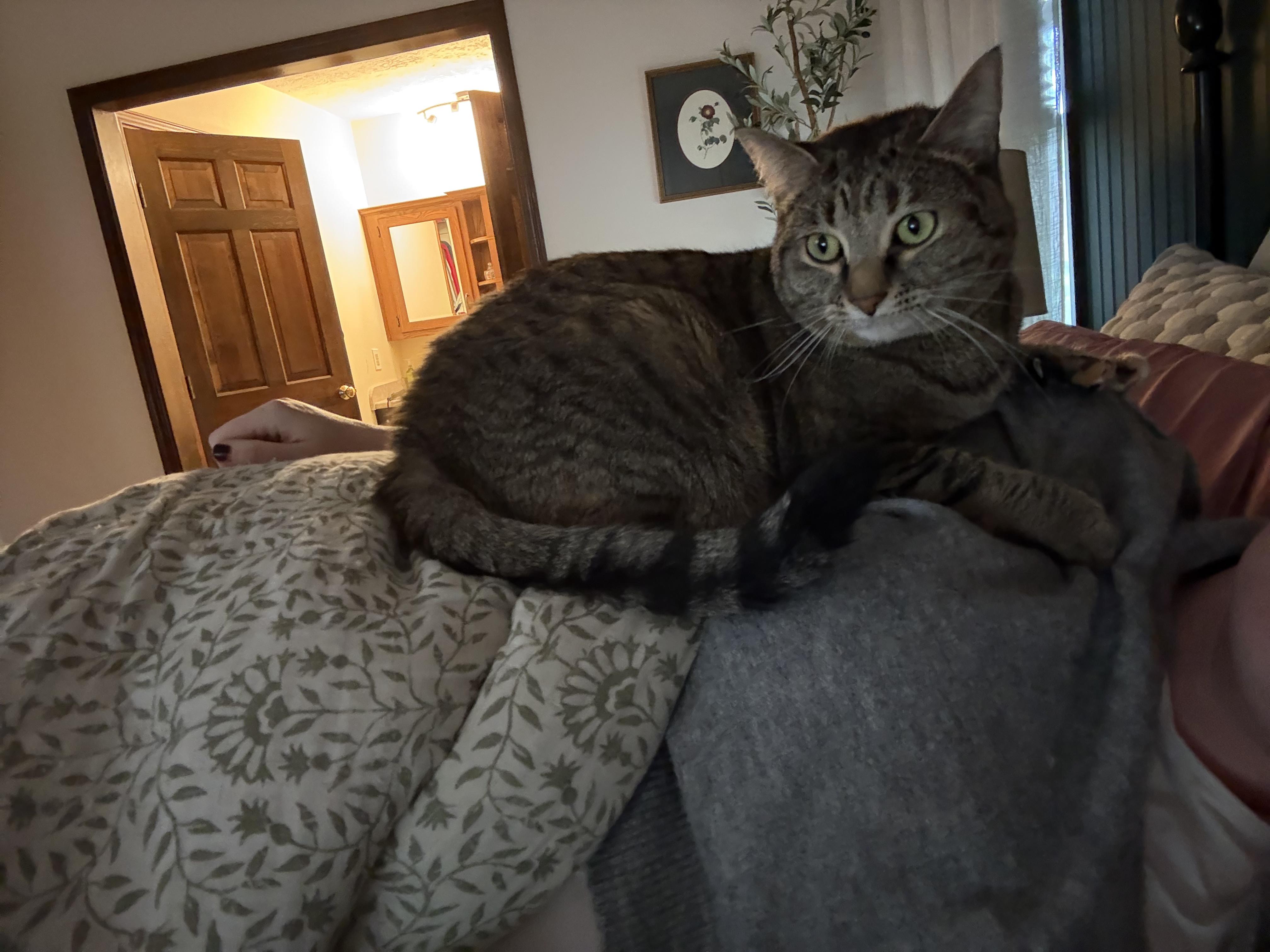 Enlarge Herron, a ADOPTABLE Domestic Short Hair in Indianapolis, IN image 4/6