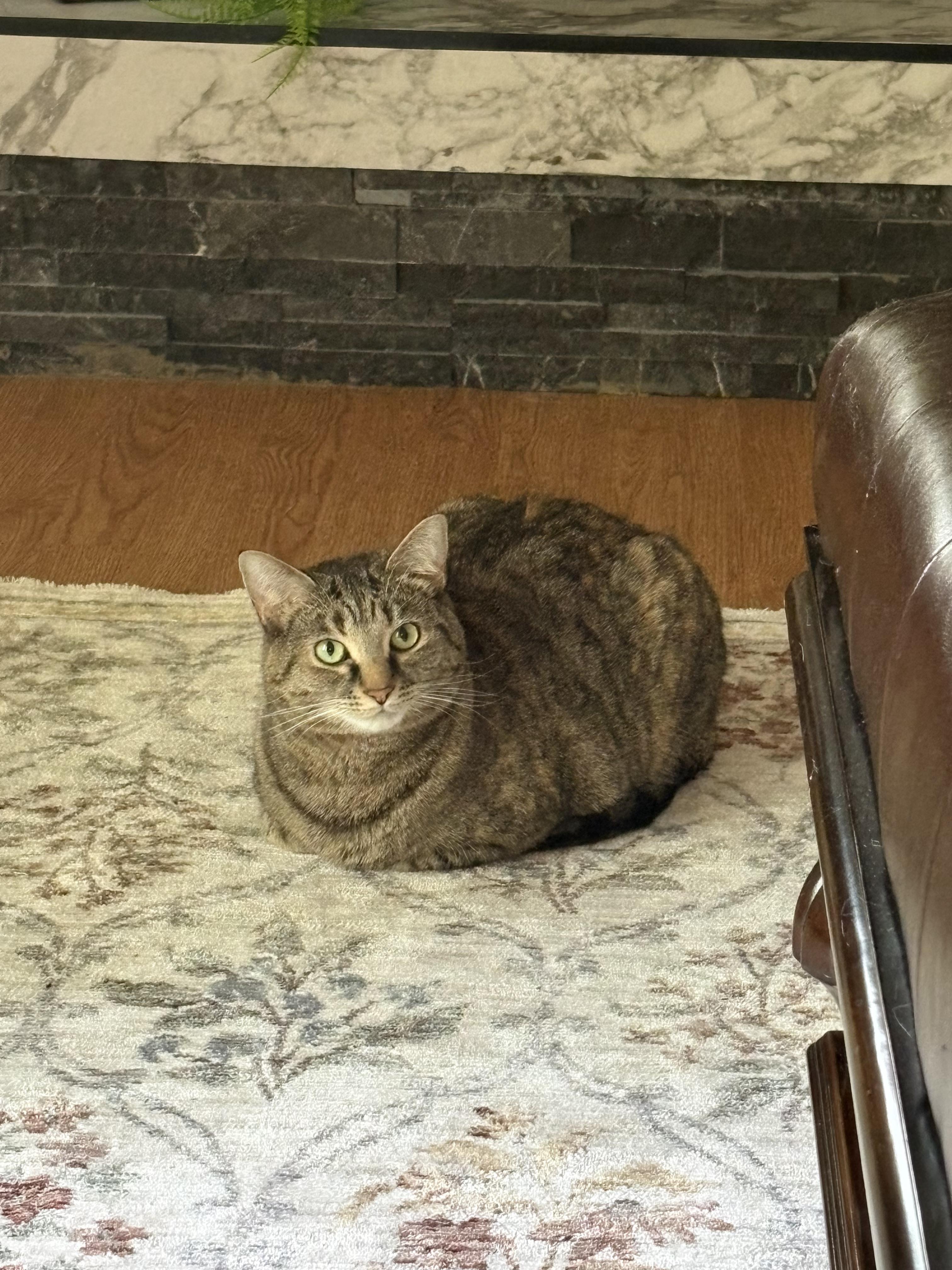 Enlarge Herron, a ADOPTABLE Domestic Short Hair in Indianapolis, IN image 3/6