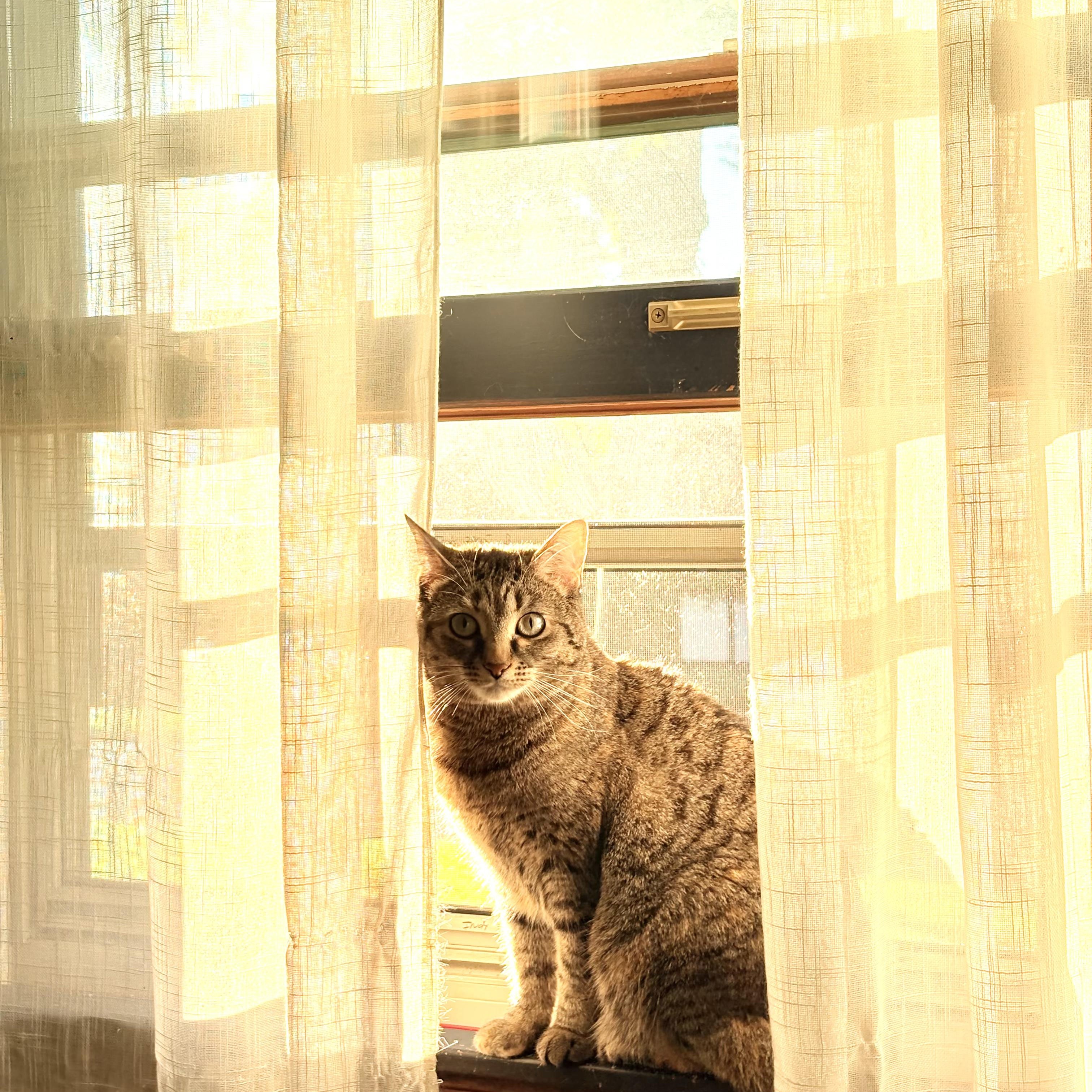 Enlarge Herron, a ADOPTABLE Domestic Short Hair in Indianapolis, IN image 1/6
