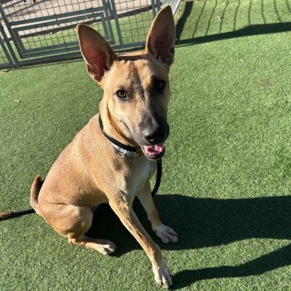 Enlarge Cali/Schatzi, a Adoptable mixed breed in Farmers Branch, TX image 1/2