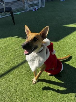 Enlarge Cali/Schatzi, a Adoptable mixed breed in Farmers Branch, TX image 2/2