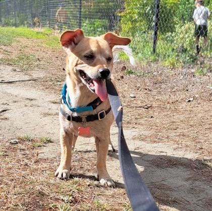 Guppy, Adoptable, Adult Male Chihuahua & Dachshund.