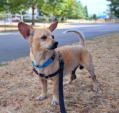 Enlarge Guppy, a Adoptable mixed breed in Seattle, WA image 2/3