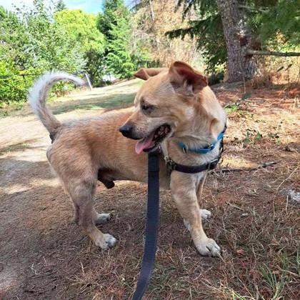 Enlarge Guppy, a Adoptable mixed breed in Seattle, WA image 3/3