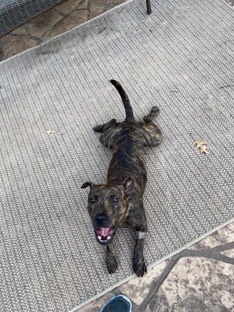 Pretty Penny, Adoptable, Adult Female Plott Hound & American Staffordshire Terrier.