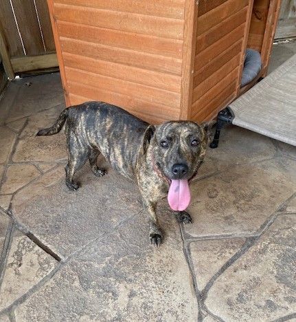 Pretty Penny, a Adoptable mixed breed in Chicopee , MA image 3/6