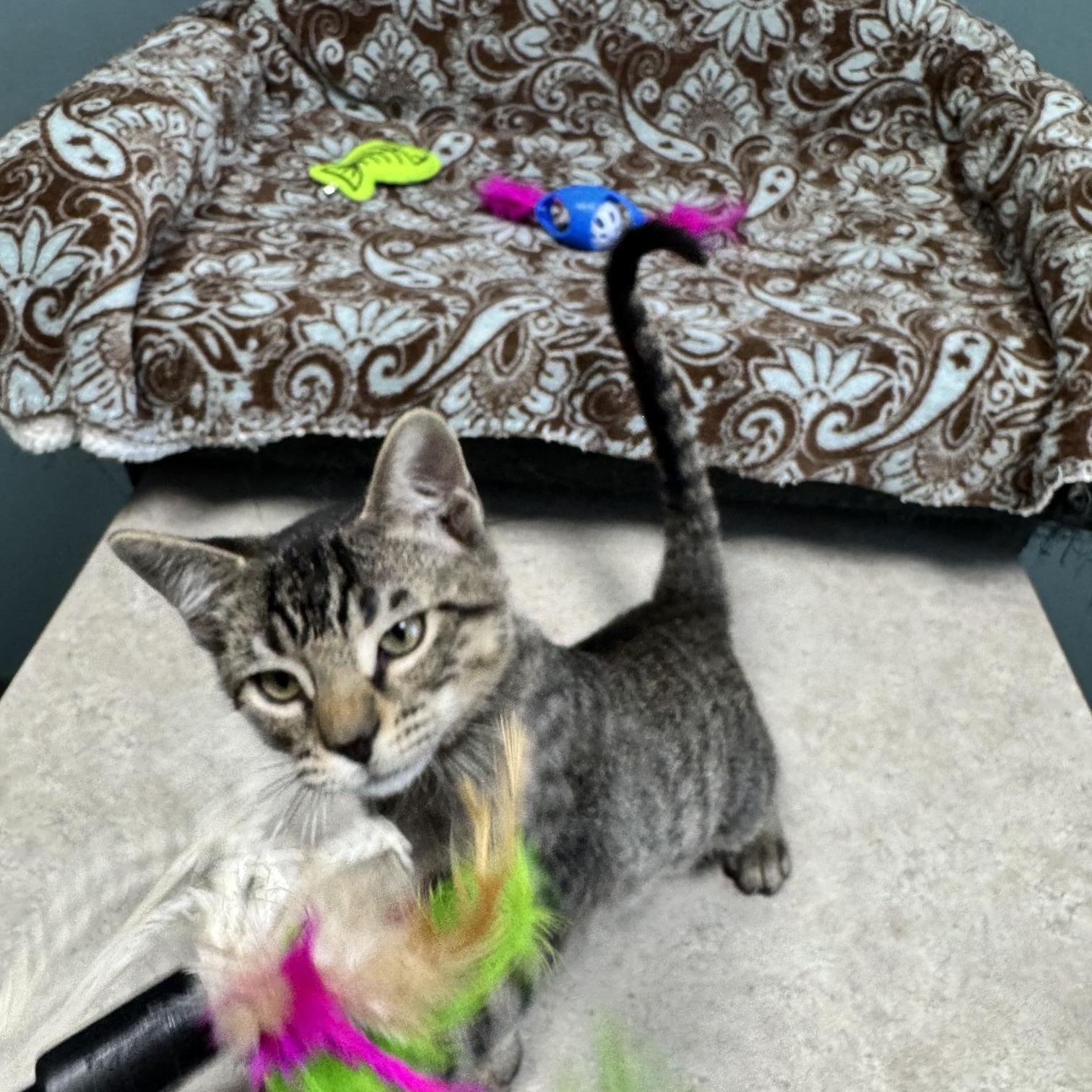 Enlarge Spider - 720, a Adoptable Domestic Short Hair in Sunset Hills, MO image 5/6