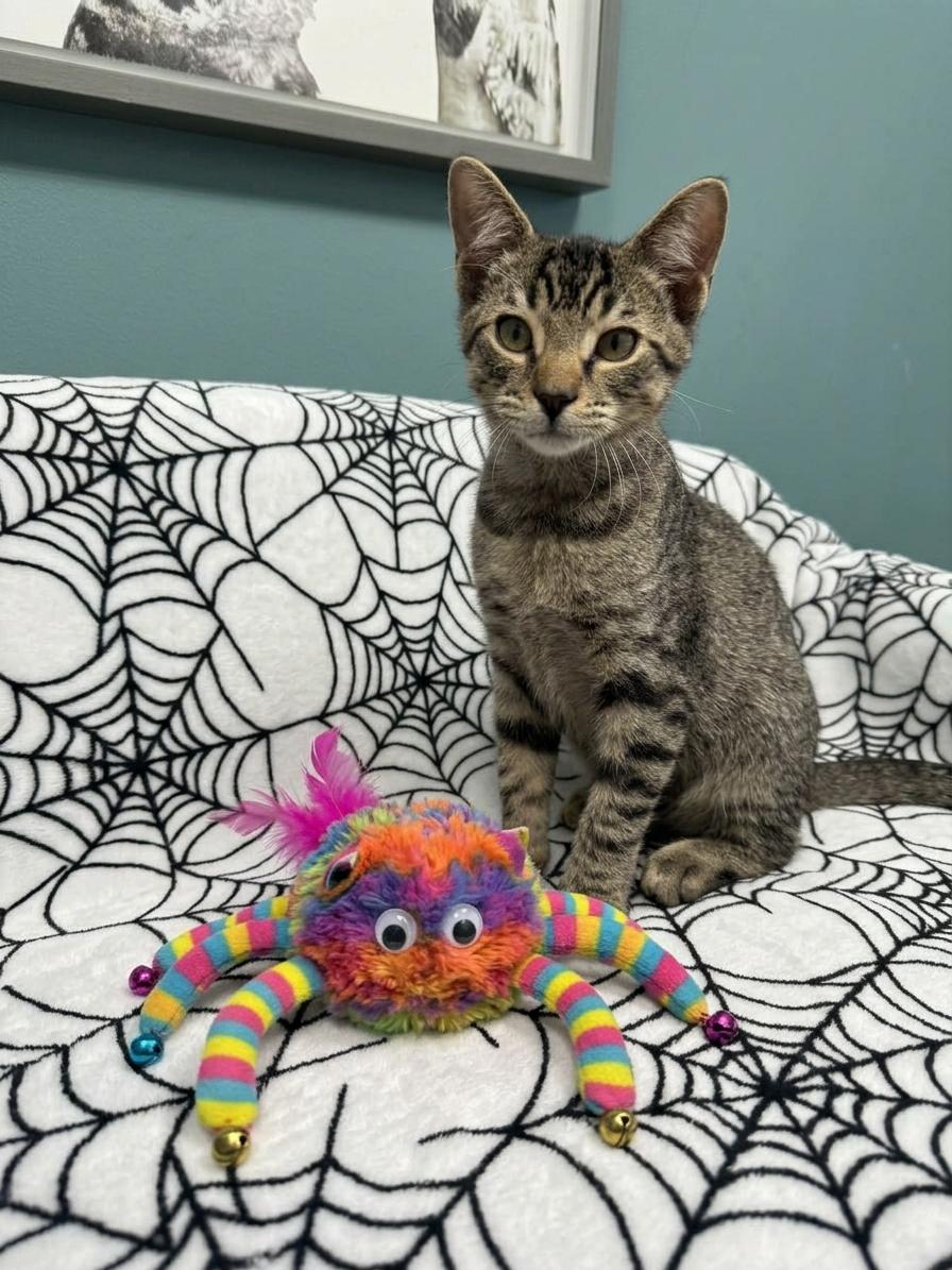 Spider - 720, Adoptable, Young Male Domestic Short Hair.