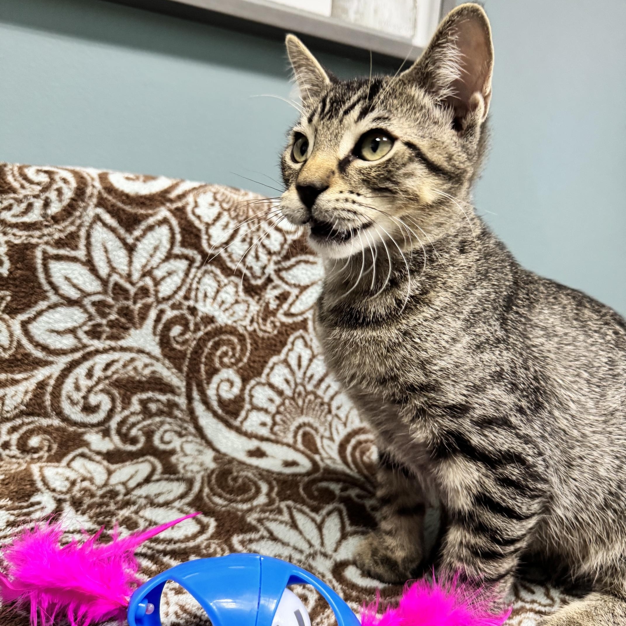 Enlarge Spider - 720, a Adoptable Domestic Short Hair in Sunset Hills, MO image 6/6