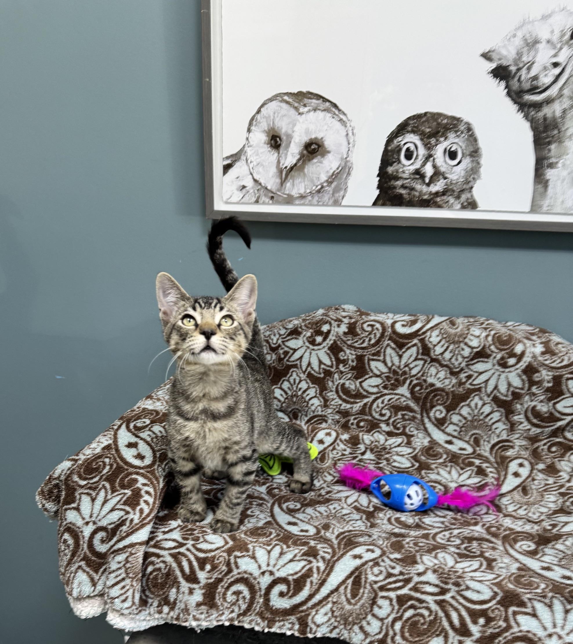 Enlarge Spider - 720, a Adoptable Domestic Short Hair in Sunset Hills, MO image 4/6