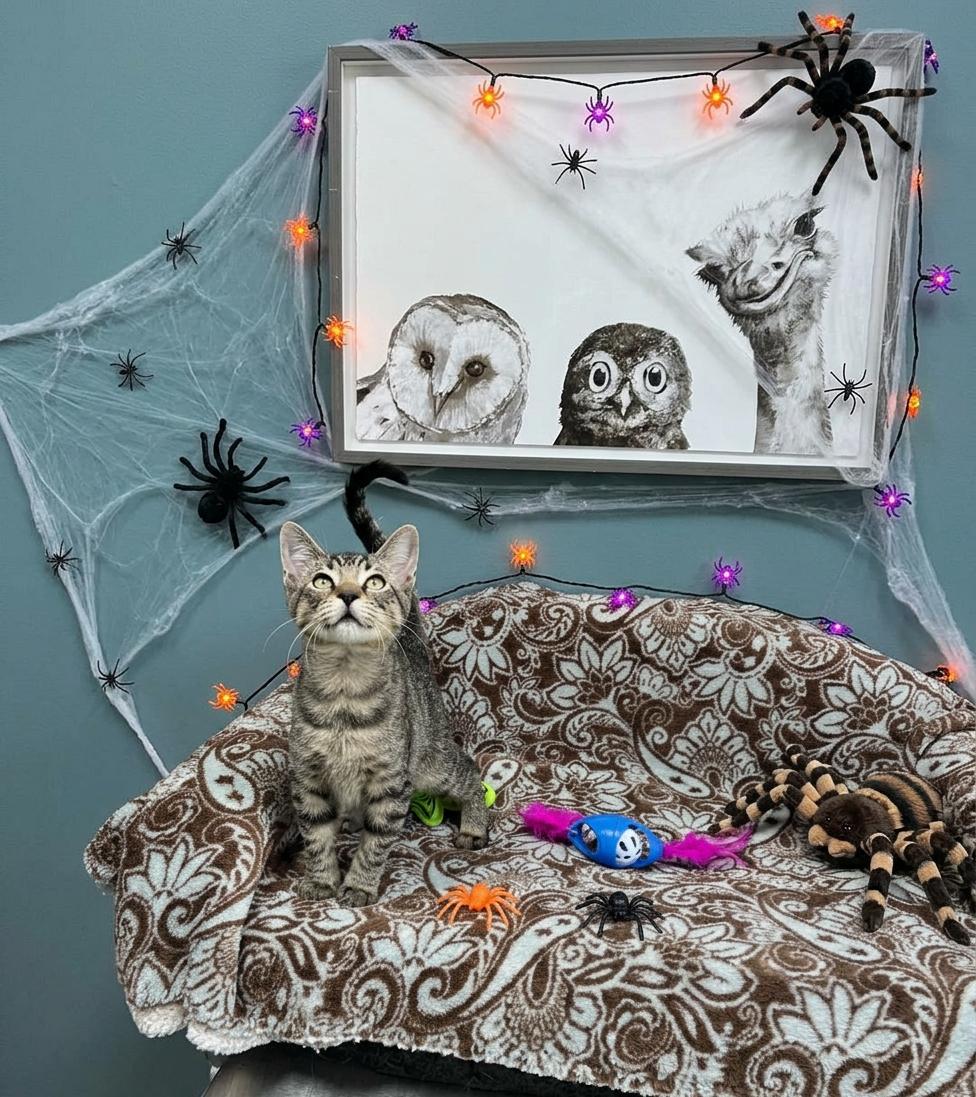 Enlarge Spider - 720, a Adoptable Domestic Short Hair in Sunset Hills, MO image 2/6