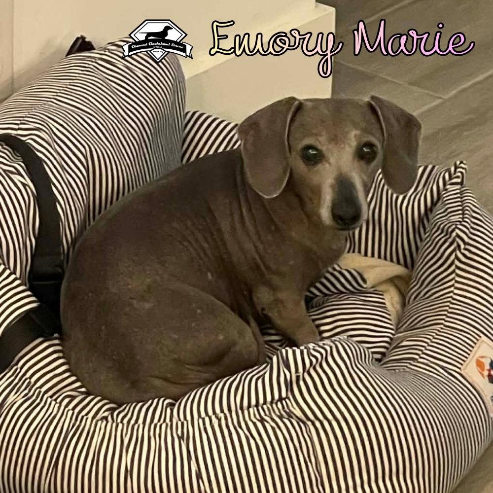 Emory Marie+, Adoptable, Adult Female Dachshund.
