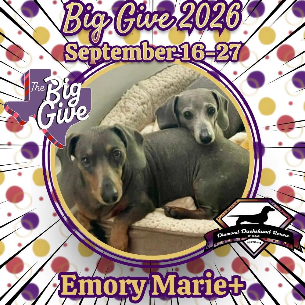 Emory Marie+, Adoptable, Adult Female Dachshund.