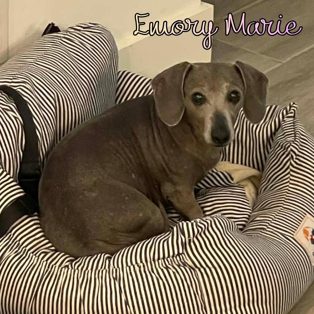 Emory Marie+, Adoptable, Adult Female Dachshund.