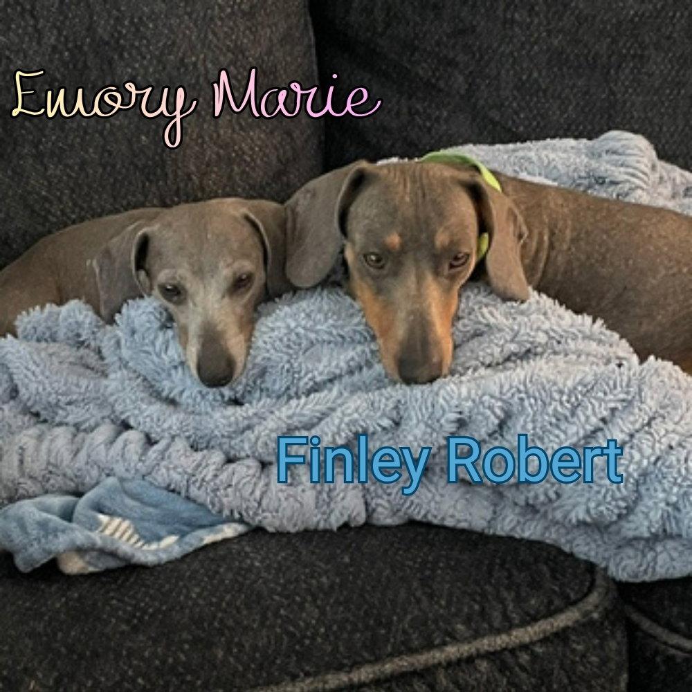 Emory Marie+, a Adoptable Dachshund in San Antonio, TX image 2/3