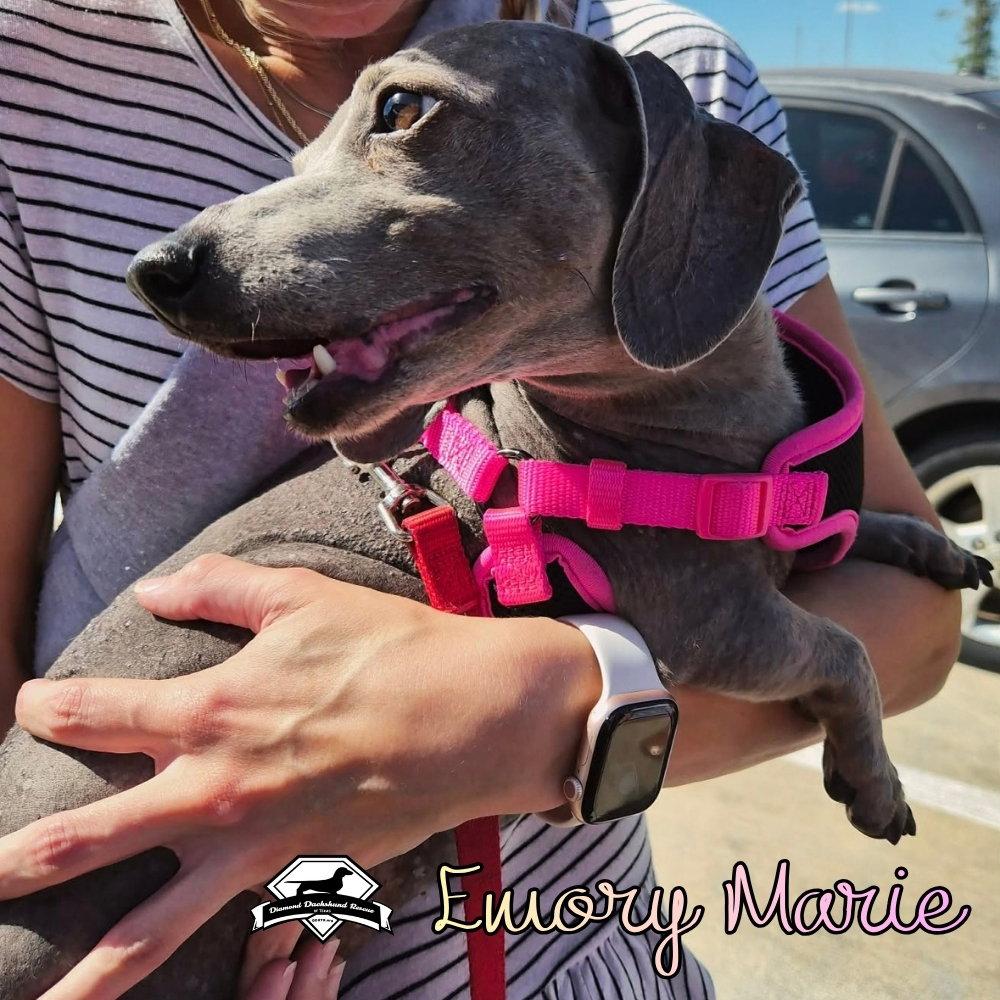 Enlarge Emory Marie+, a Adoptable Dachshund in San Antonio, TX image 2/3
