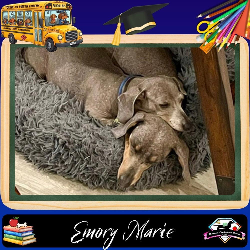 Emory Marie+, a Adoptable Dachshund in San Antonio, TX image 3/3