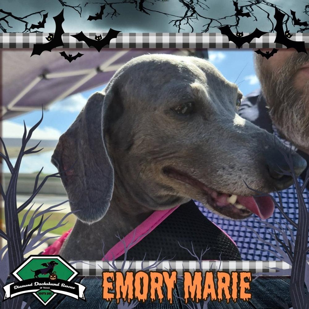 Enlarge Emory Marie+, a Adoptable Dachshund in San Antonio, TX image 3/3