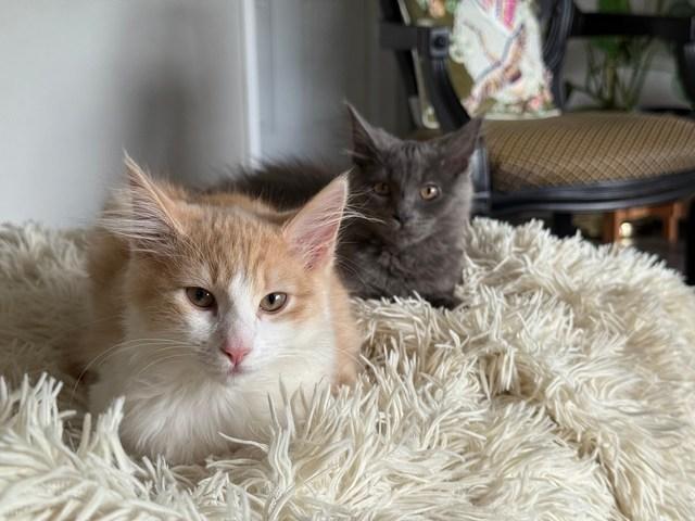 Twila, Adoptable, Kitten Female Domestic Long Hair.