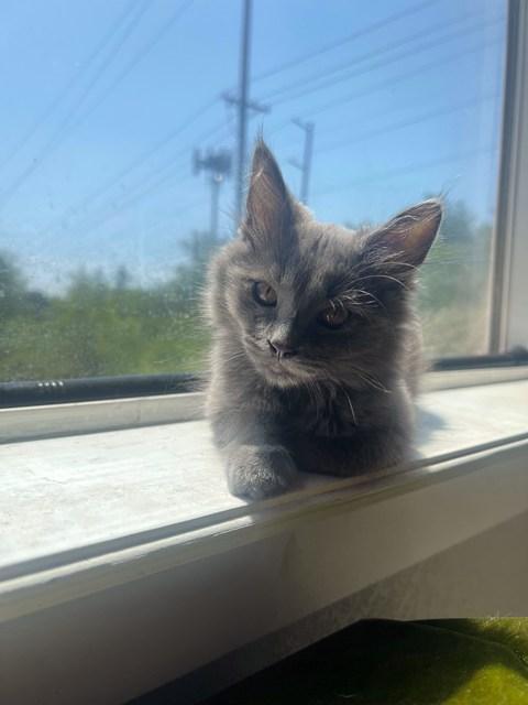 Twila, a Adoptable Domestic Long Hair in Portland, OR image 2/4