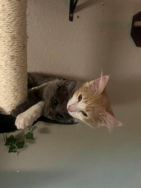 Twila, a Adoptable Domestic Long Hair in Portland, OR image 3/4