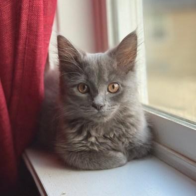 Twila, a Adoptable Domestic Long Hair in Portland, OR image 4/4