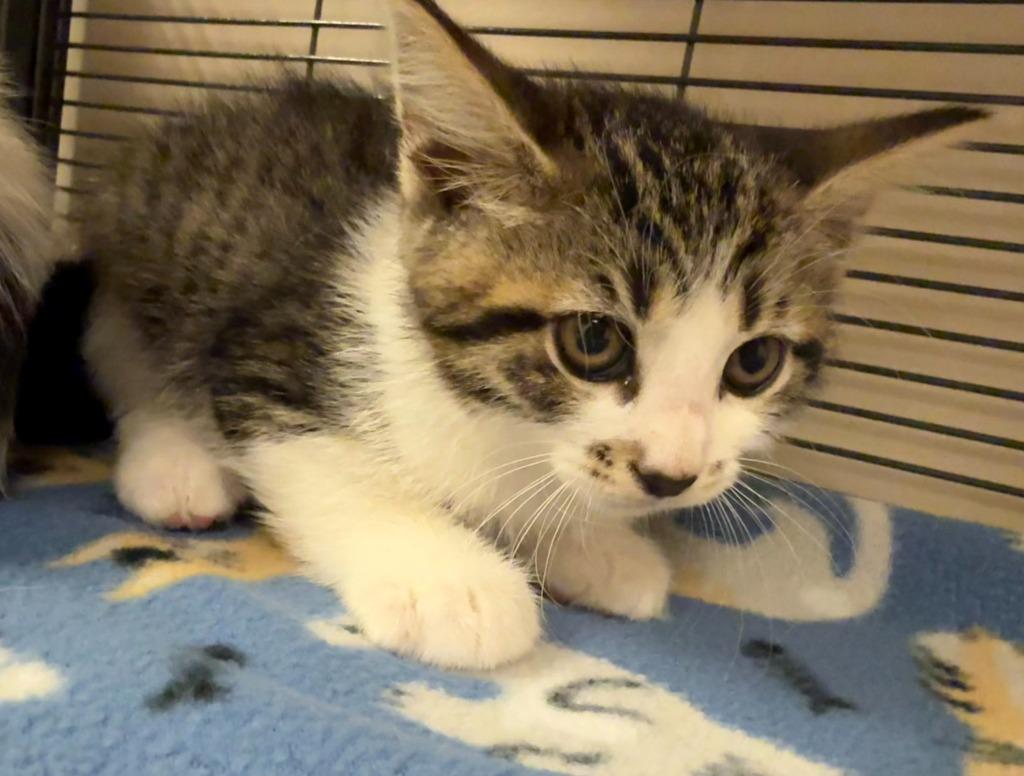 Enlarge Ravioli, a Adopted mixed breed in Blountville, TN image 1/1