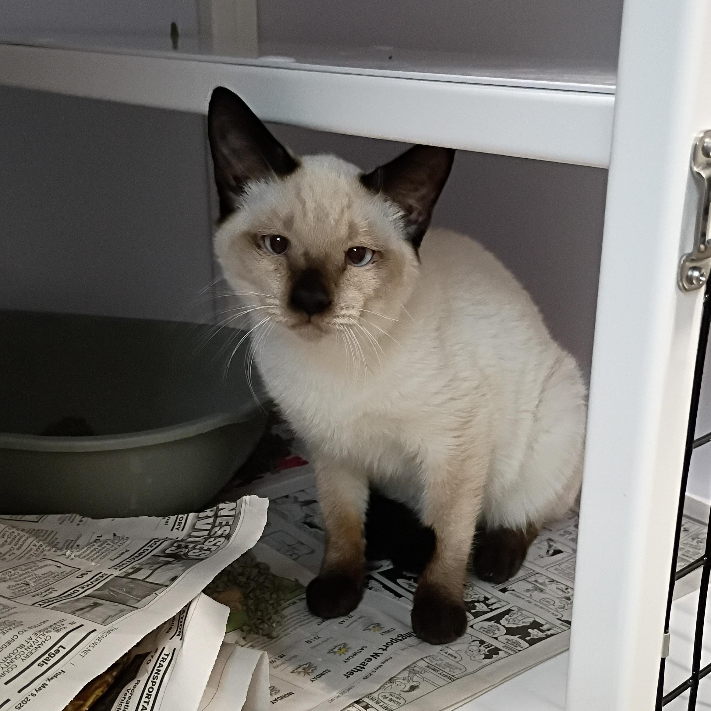 Enlarge Chester, an adopted Siamese in Rogersville, TN image 2/5