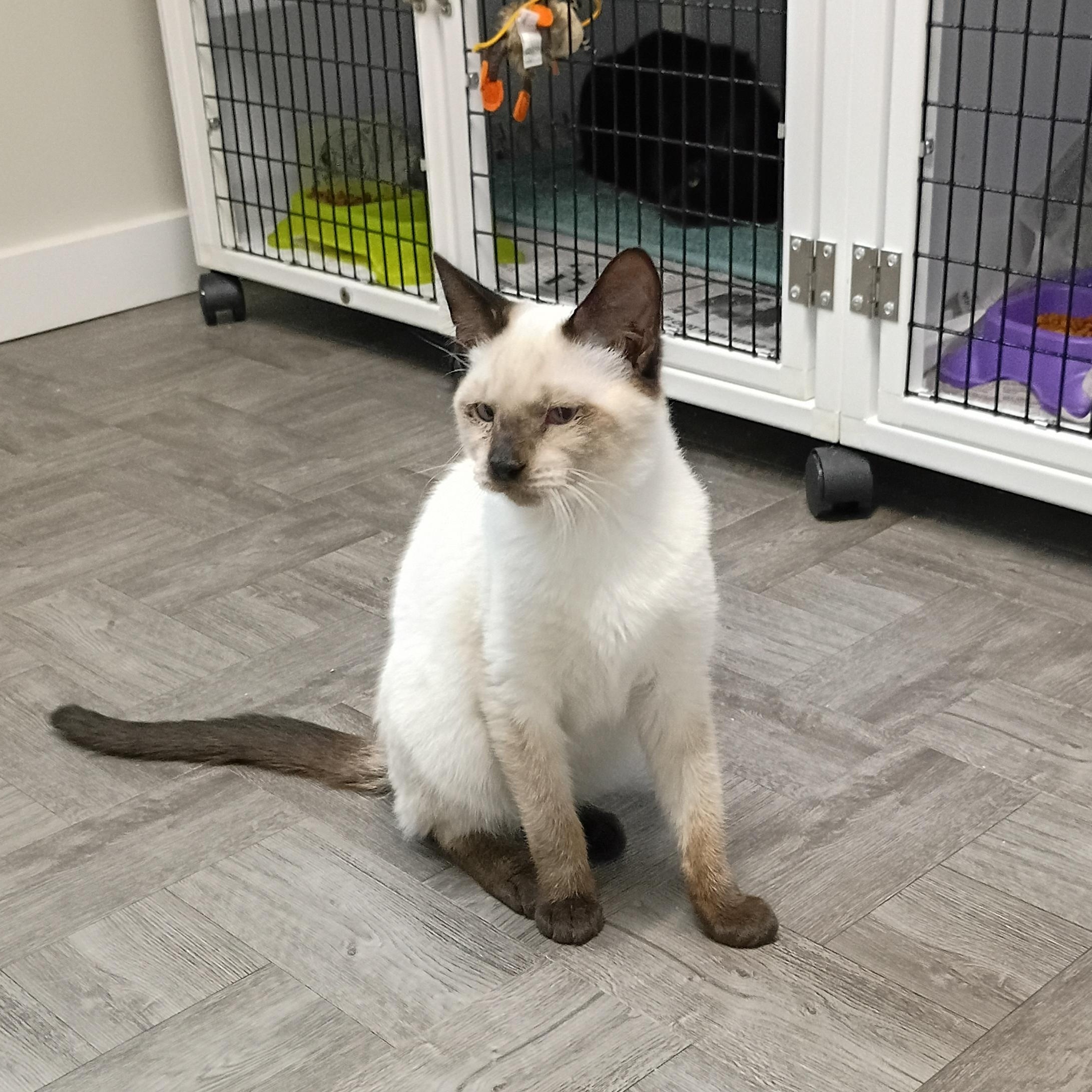 Enlarge Chester, an adopted Siamese in Rogersville, TN image 4/5