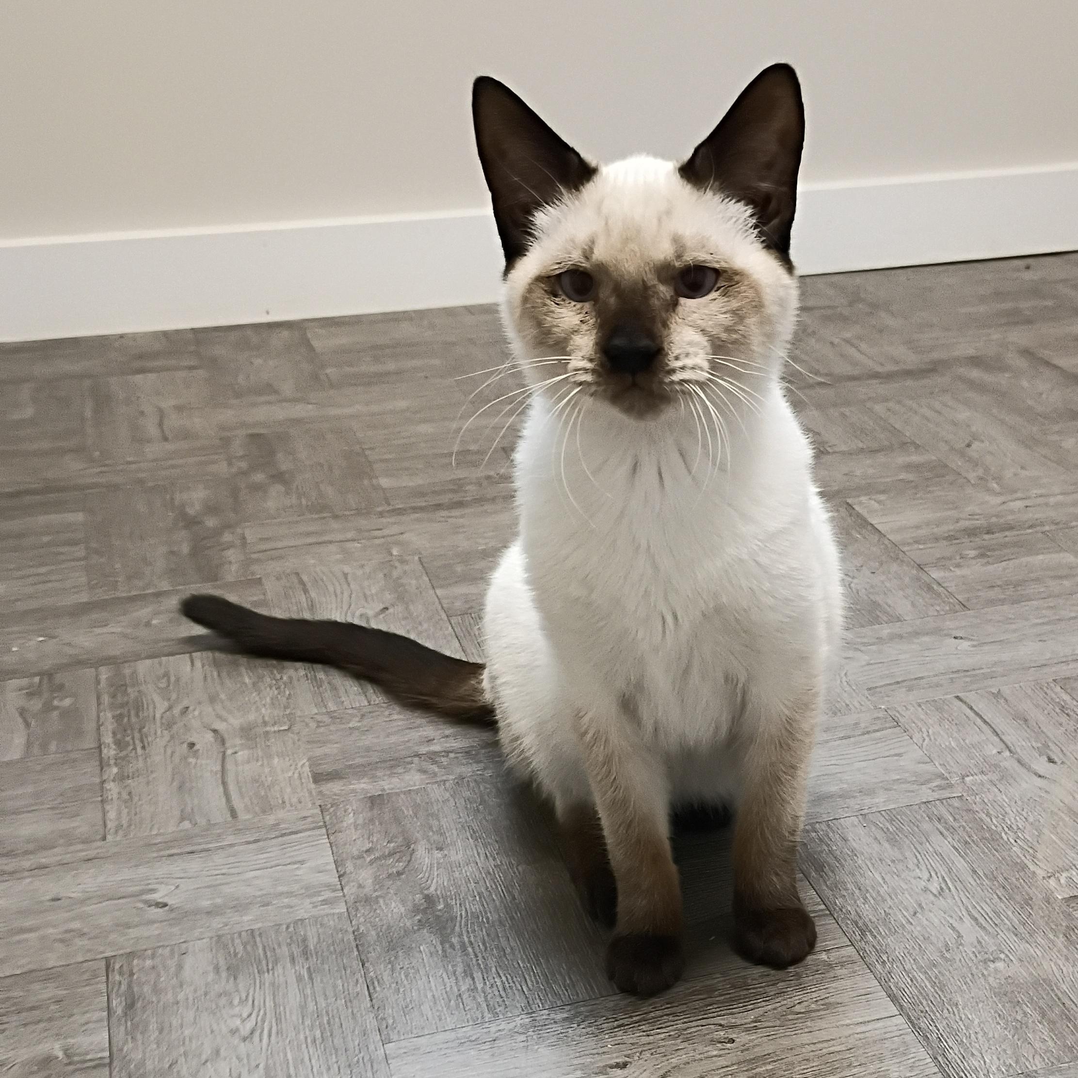 Enlarge Chester, an adopted Siamese in Rogersville, TN image 1/5