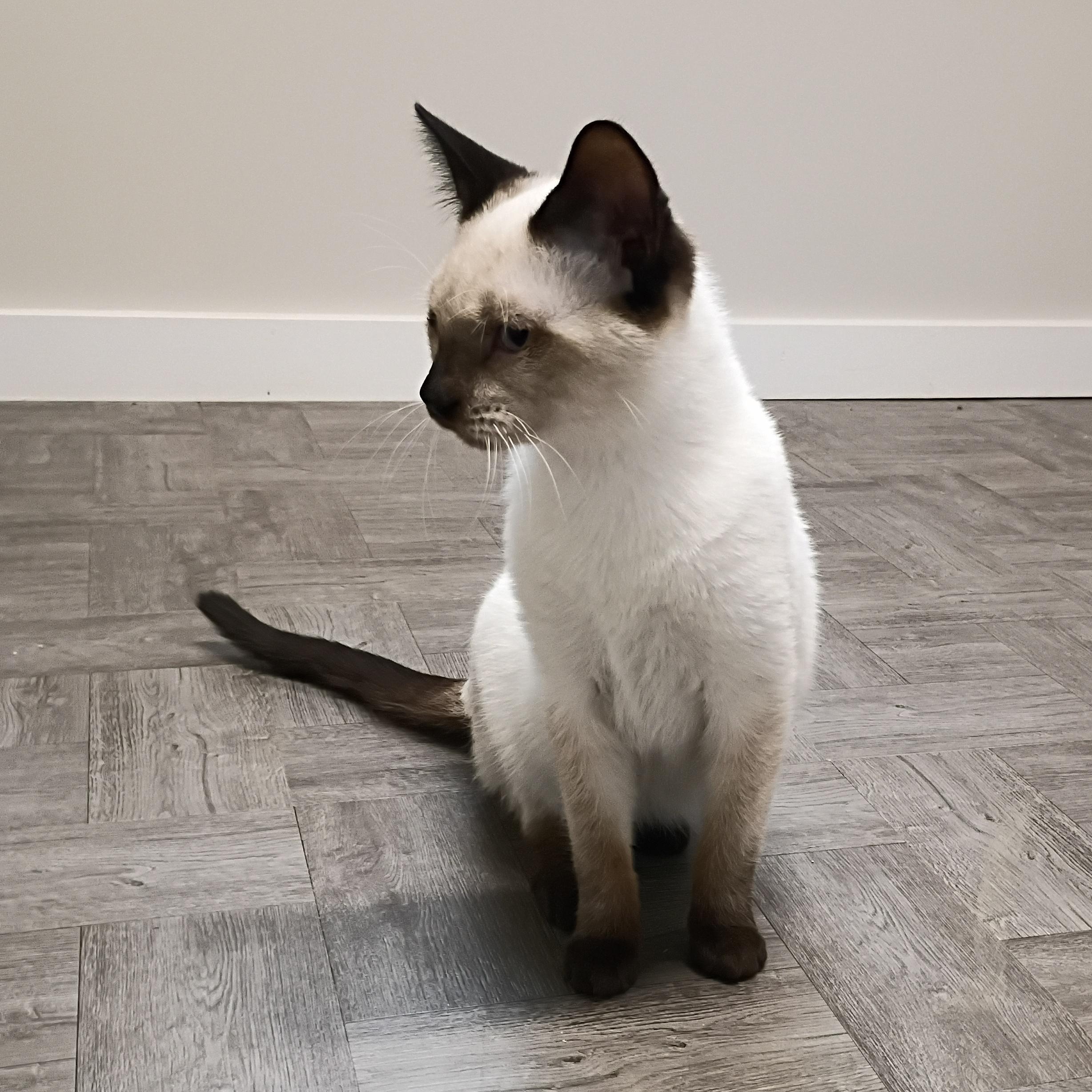 Enlarge Chester, an adopted Siamese in Rogersville, TN image 5/5