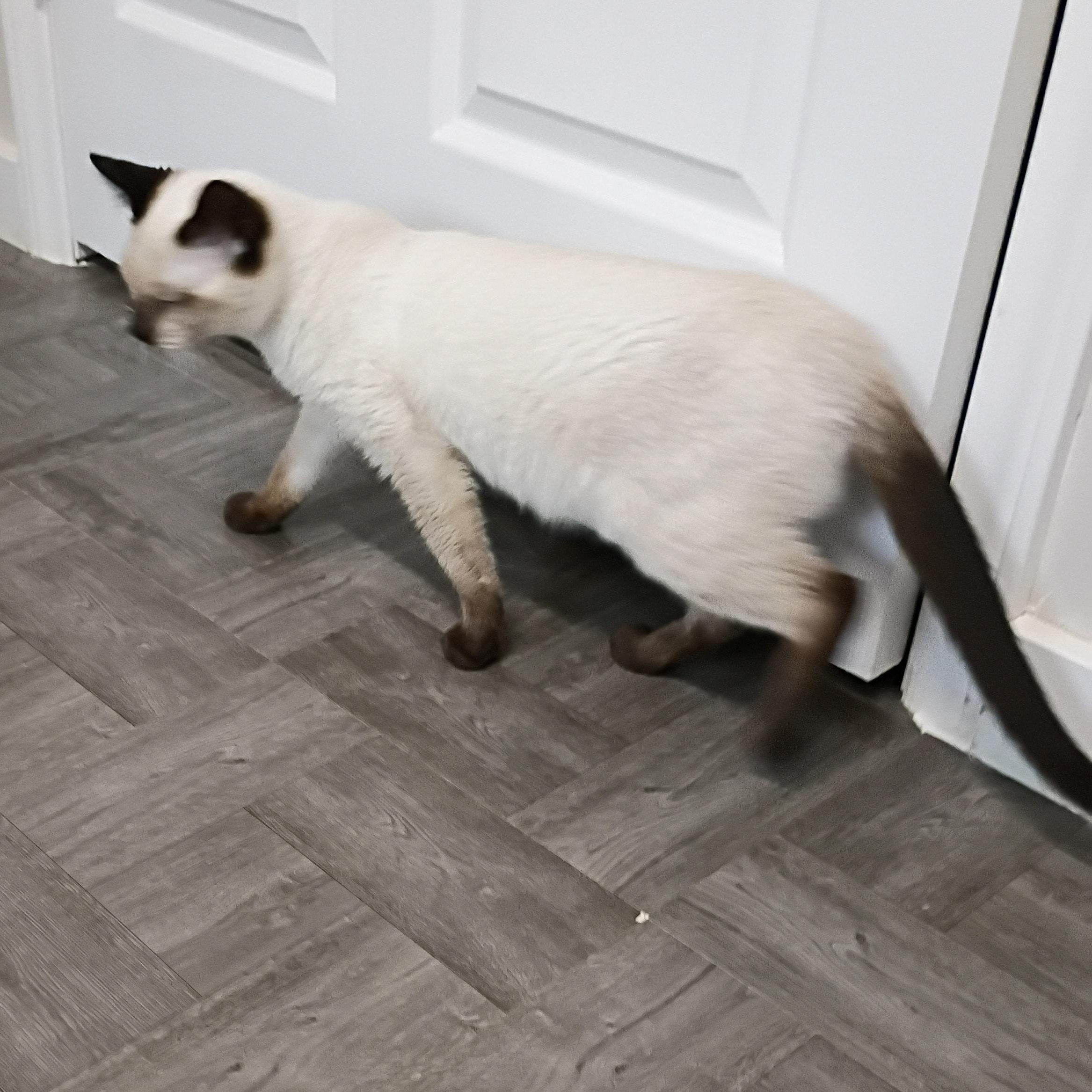 Enlarge Chester, an adopted Siamese in Rogersville, TN image 3/5