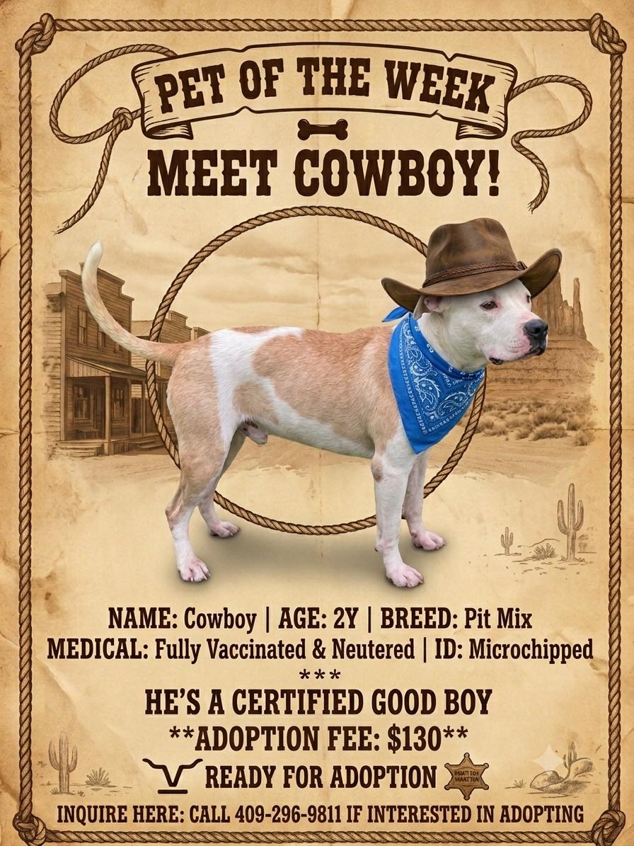 Cowboy, an adopted mixed breed in Winnie, TX image 2/2