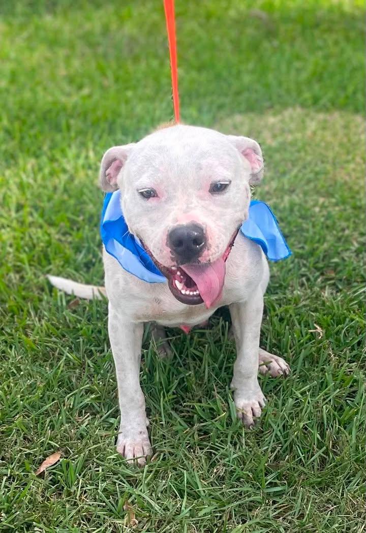 Cowboy, adopted, Adult Male Pit Bull Terrier.