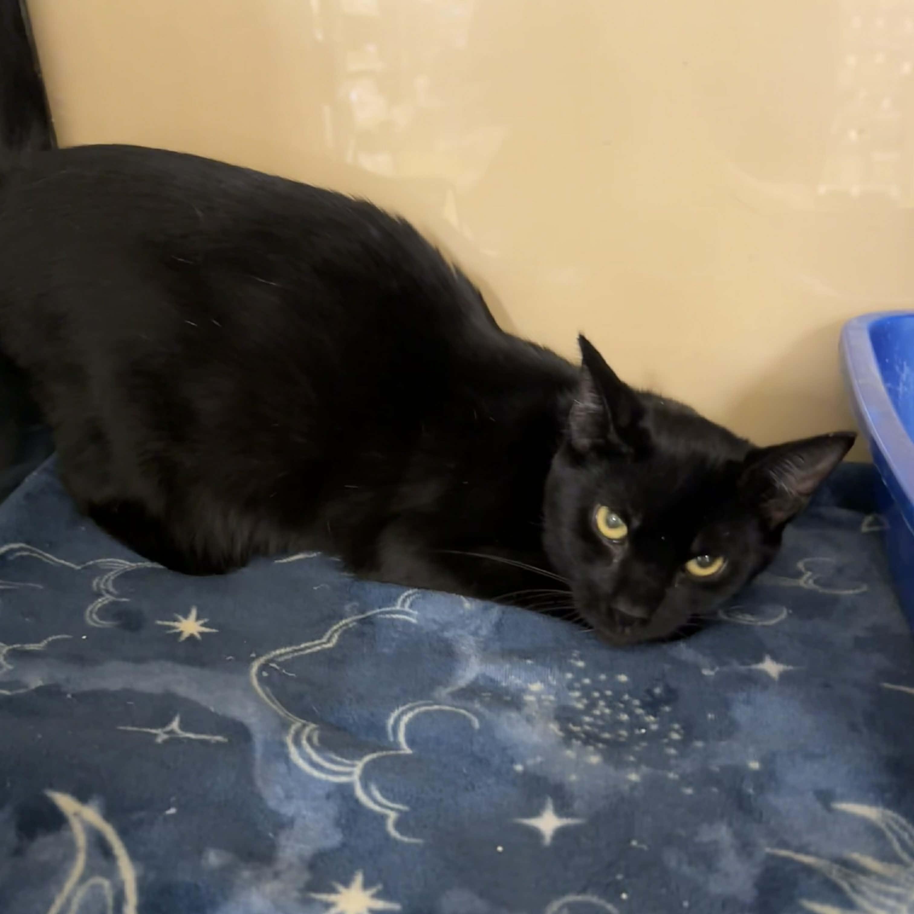 Enlarge Kymee, a ADOPTABLE mixed breed in Antioch, CA image 2/2