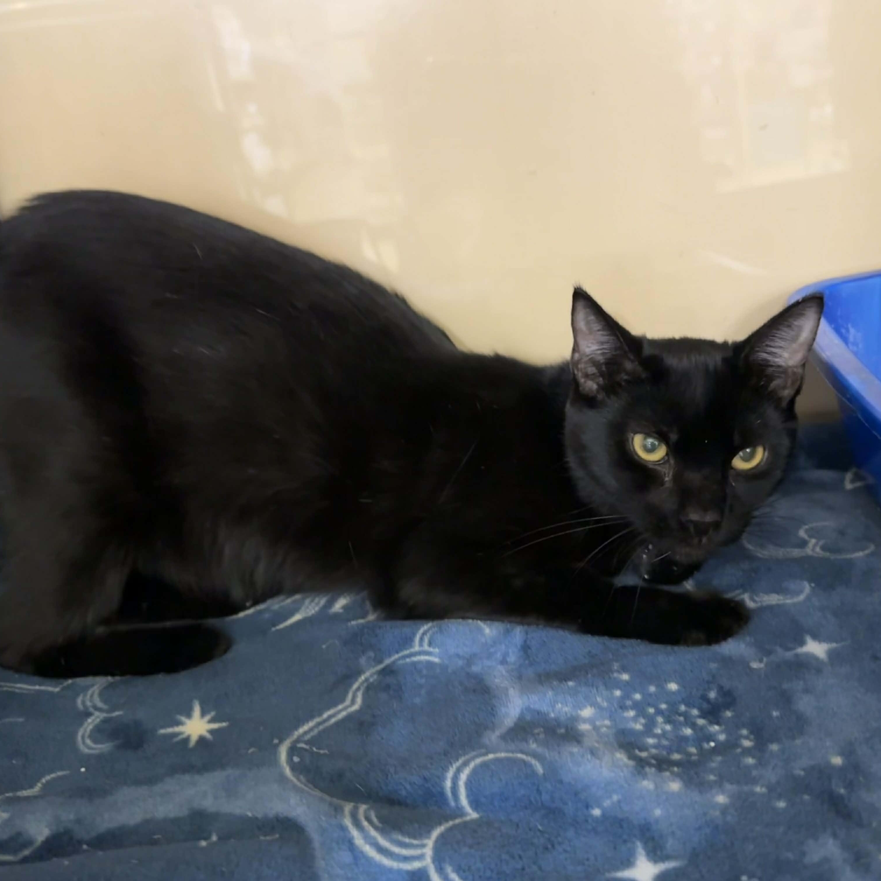 Enlarge Kymee, a ADOPTABLE mixed breed in Antioch, CA image 1/2