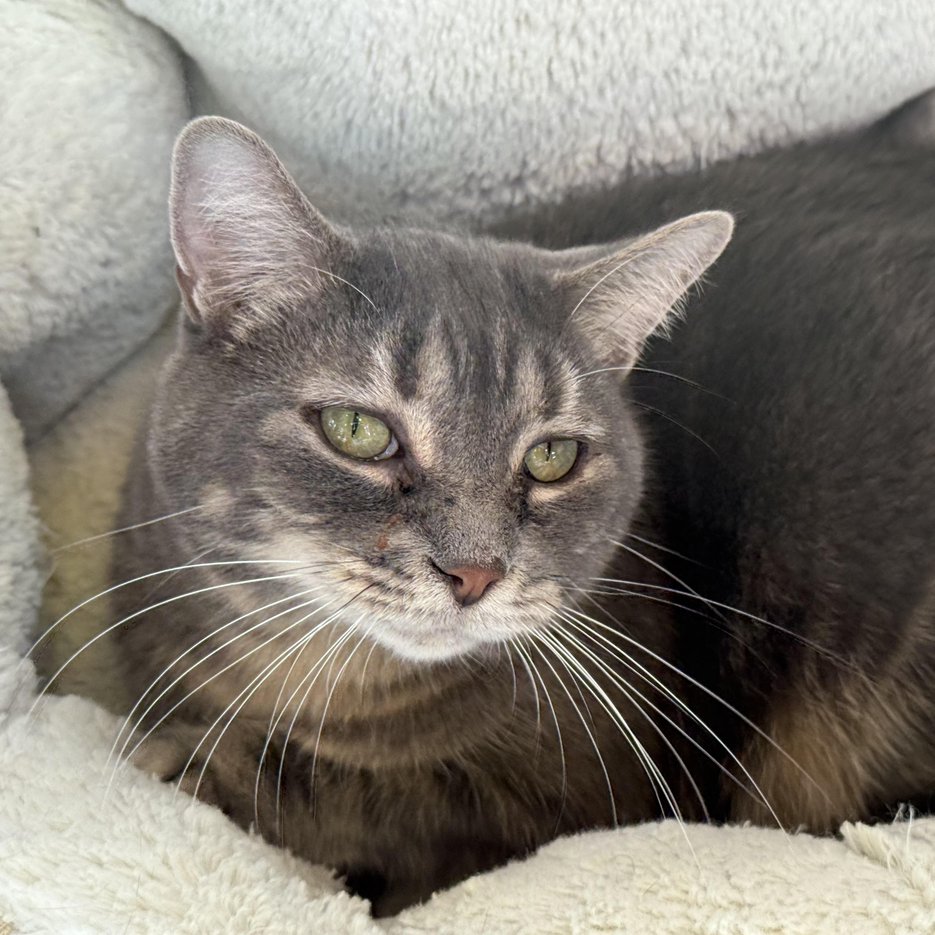 Enlarge Bella, an adopted mixed breed in Latrobe, PA image 4/5