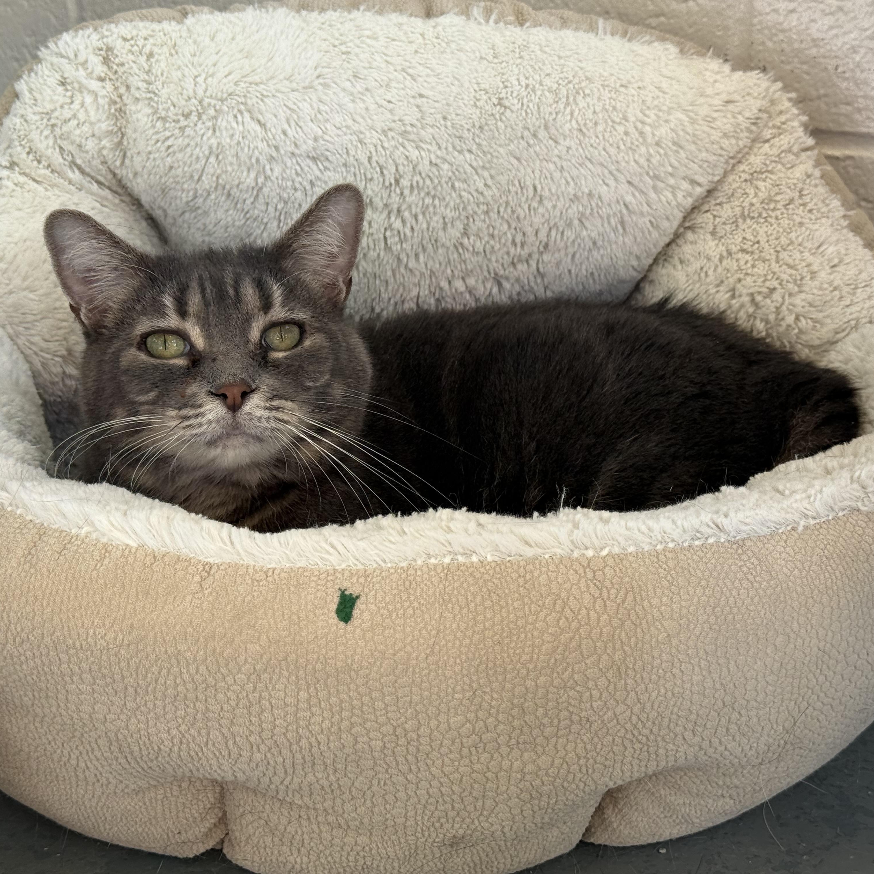 Enlarge Bella, an adopted mixed breed in Latrobe, PA image 3/5