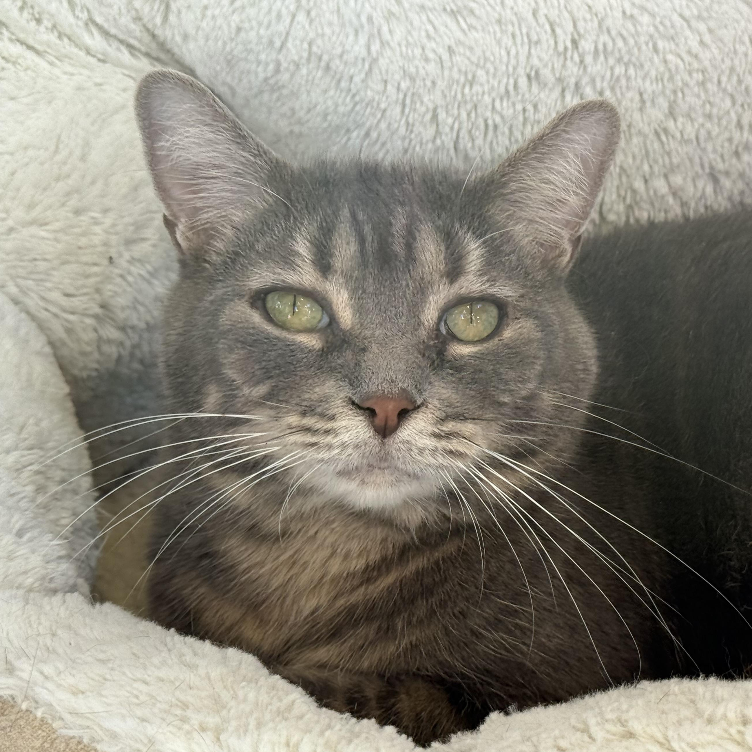 Enlarge Bella, an adopted mixed breed in Latrobe, PA image 1/5
