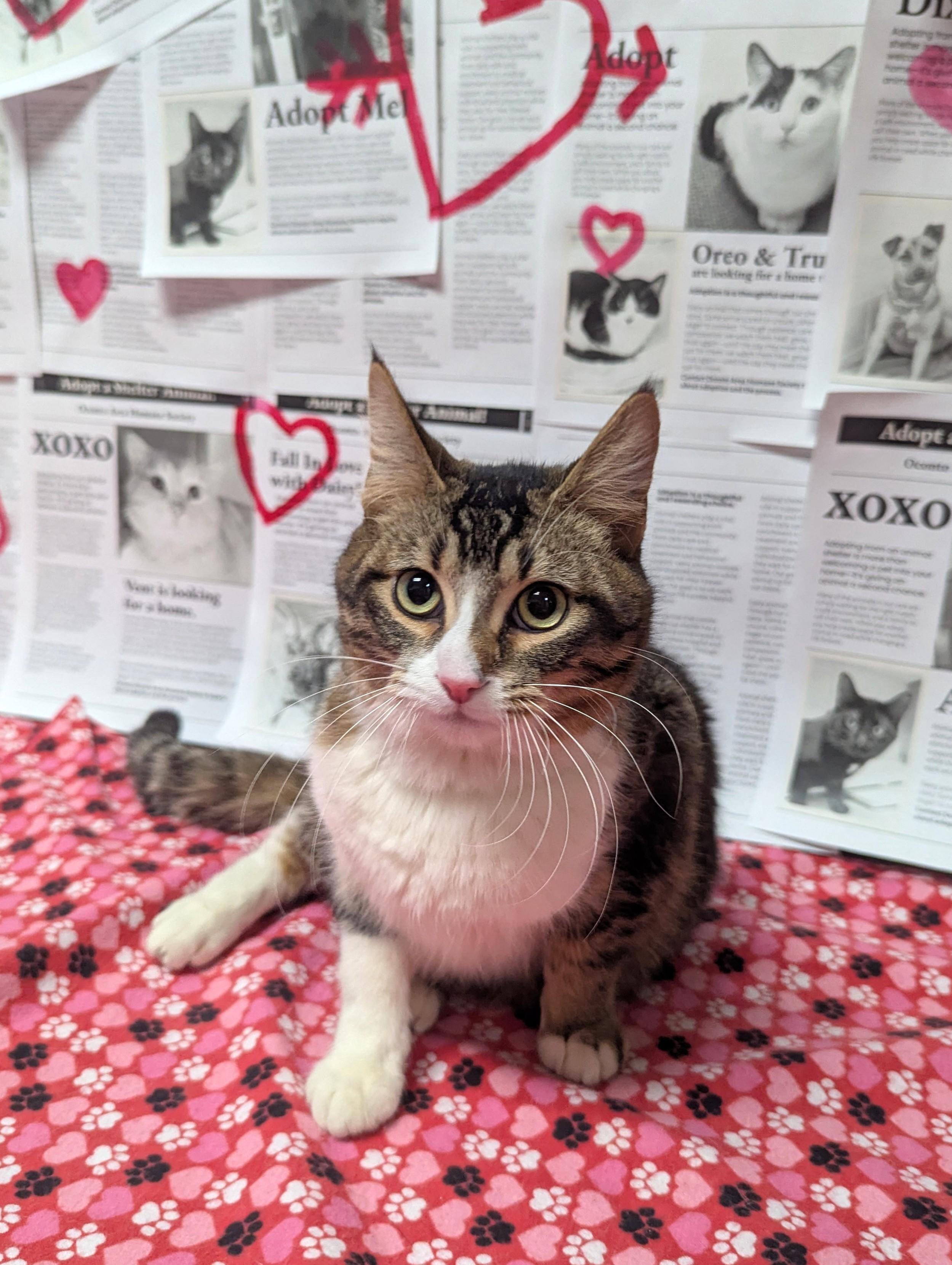 Enlarge Lenny, a Adoptable Domestic Short Hair in Oconto, WI image 2/3