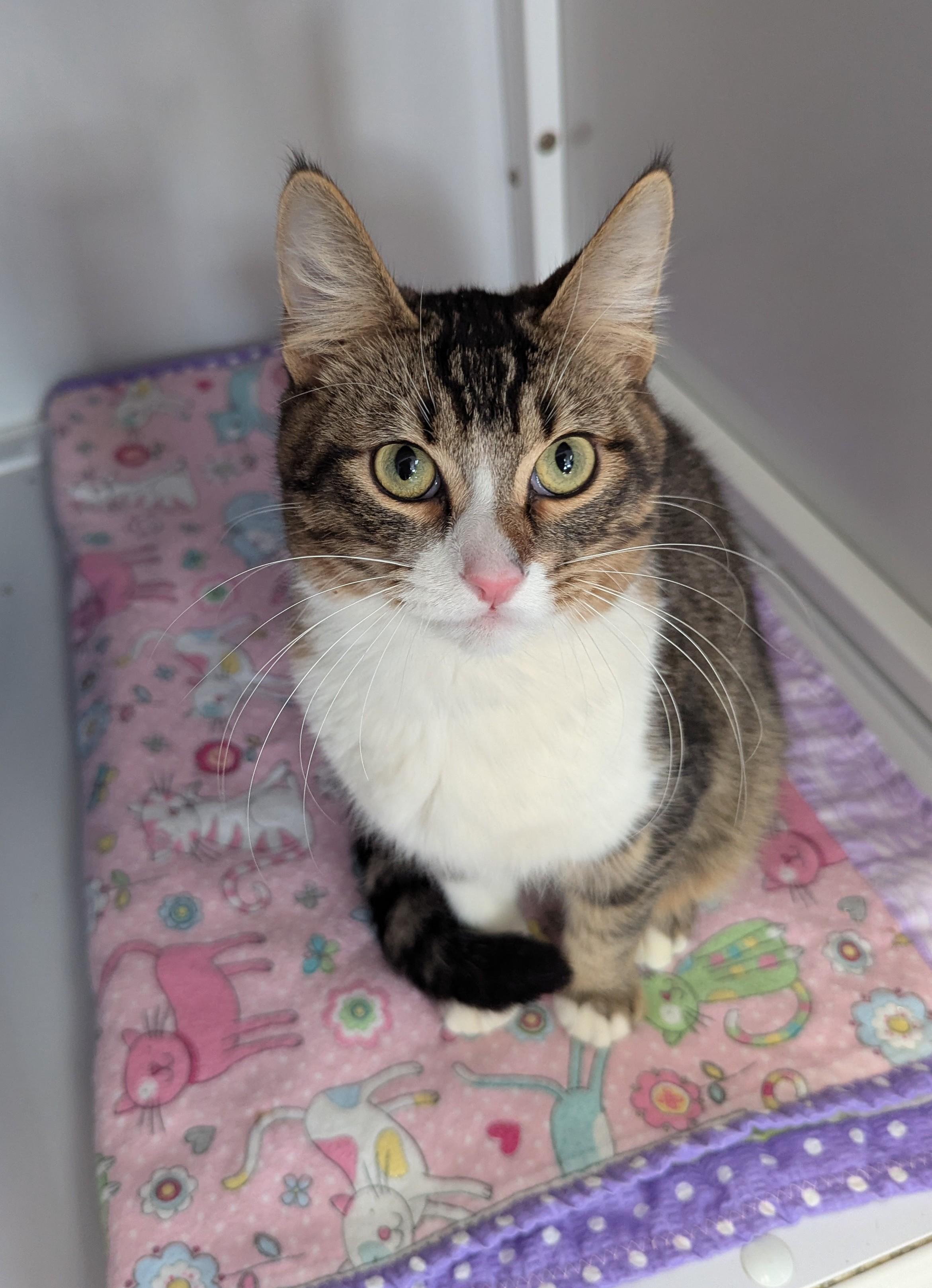 Enlarge Lenny, a Adoptable Domestic Short Hair in Oconto, WI image 3/3