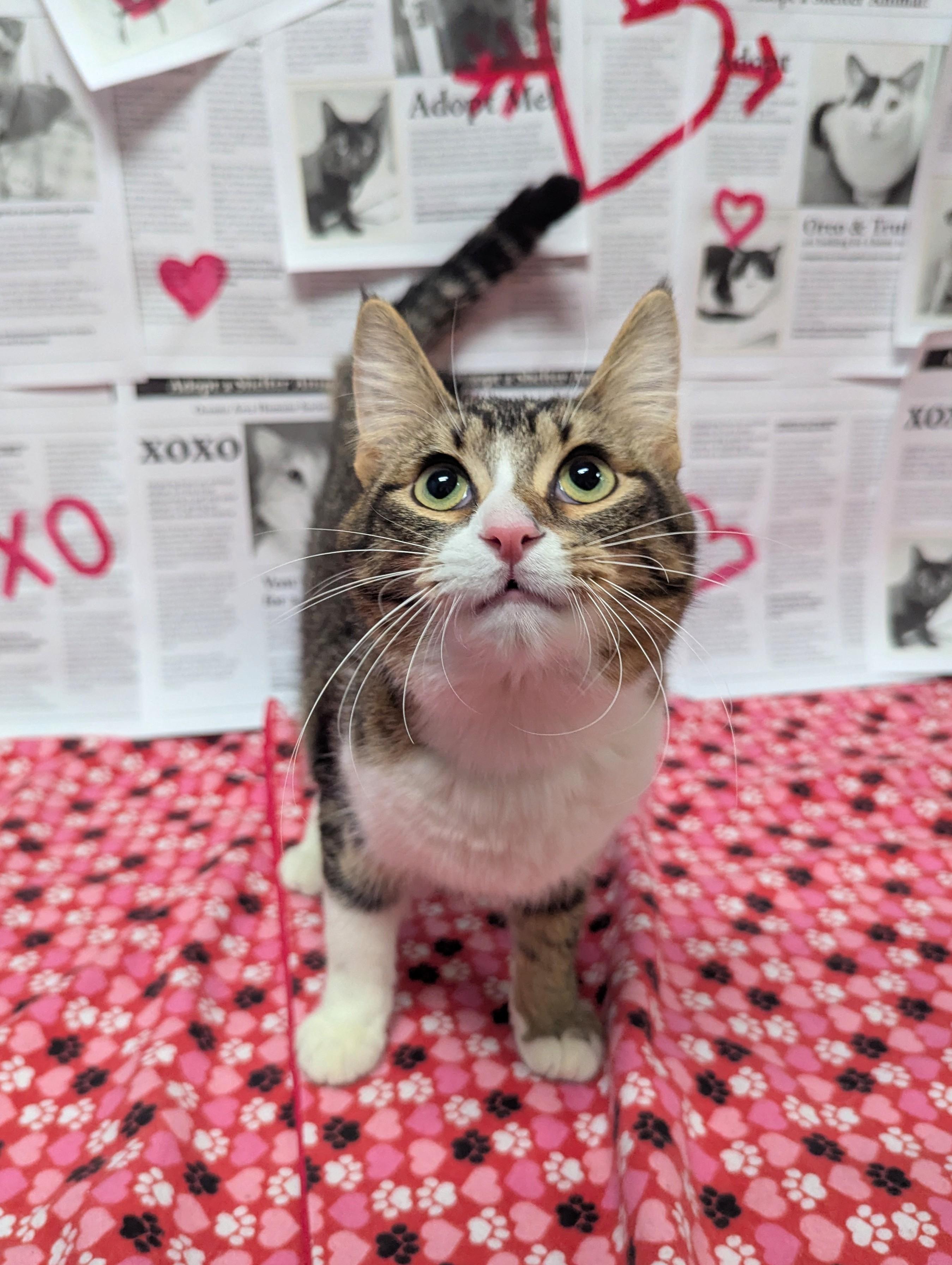 Lenny, Adoptable, Adult Male Domestic Short Hair.