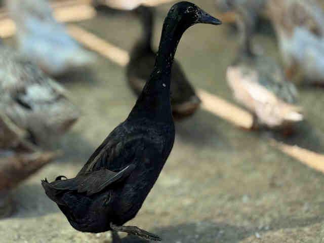 VOID, Adoptable, Adult Male Duck.