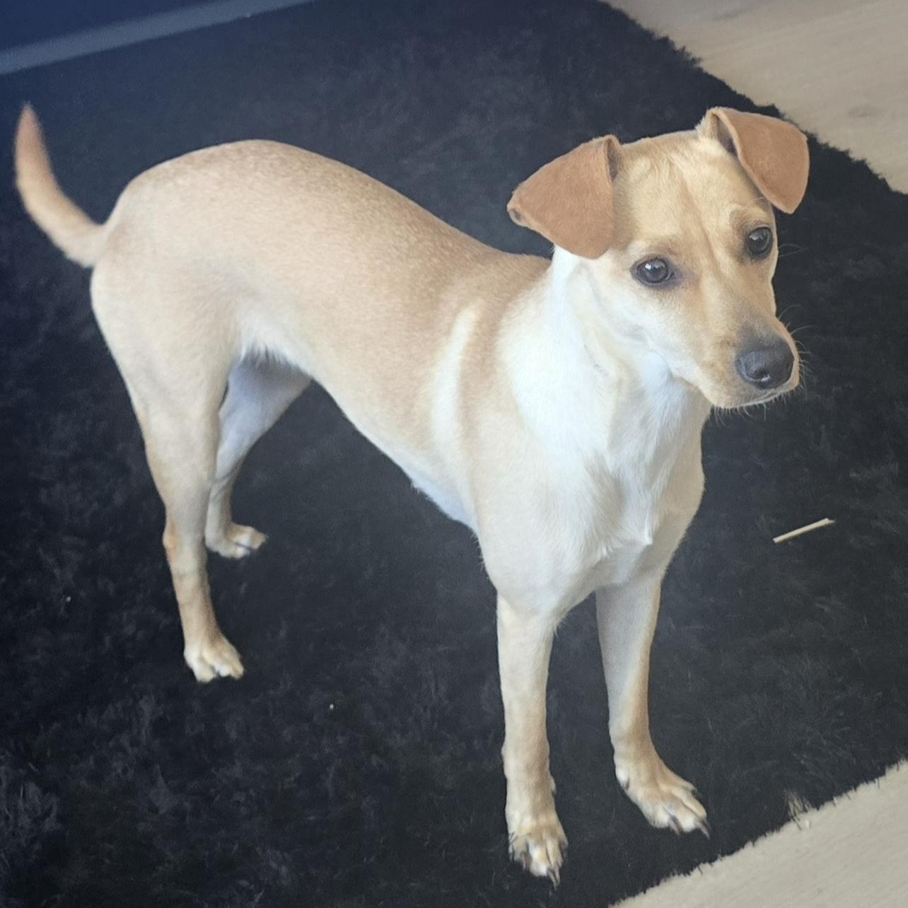 Dolly, ADOPTABLE, Young Female Beagle & Chihuahua.