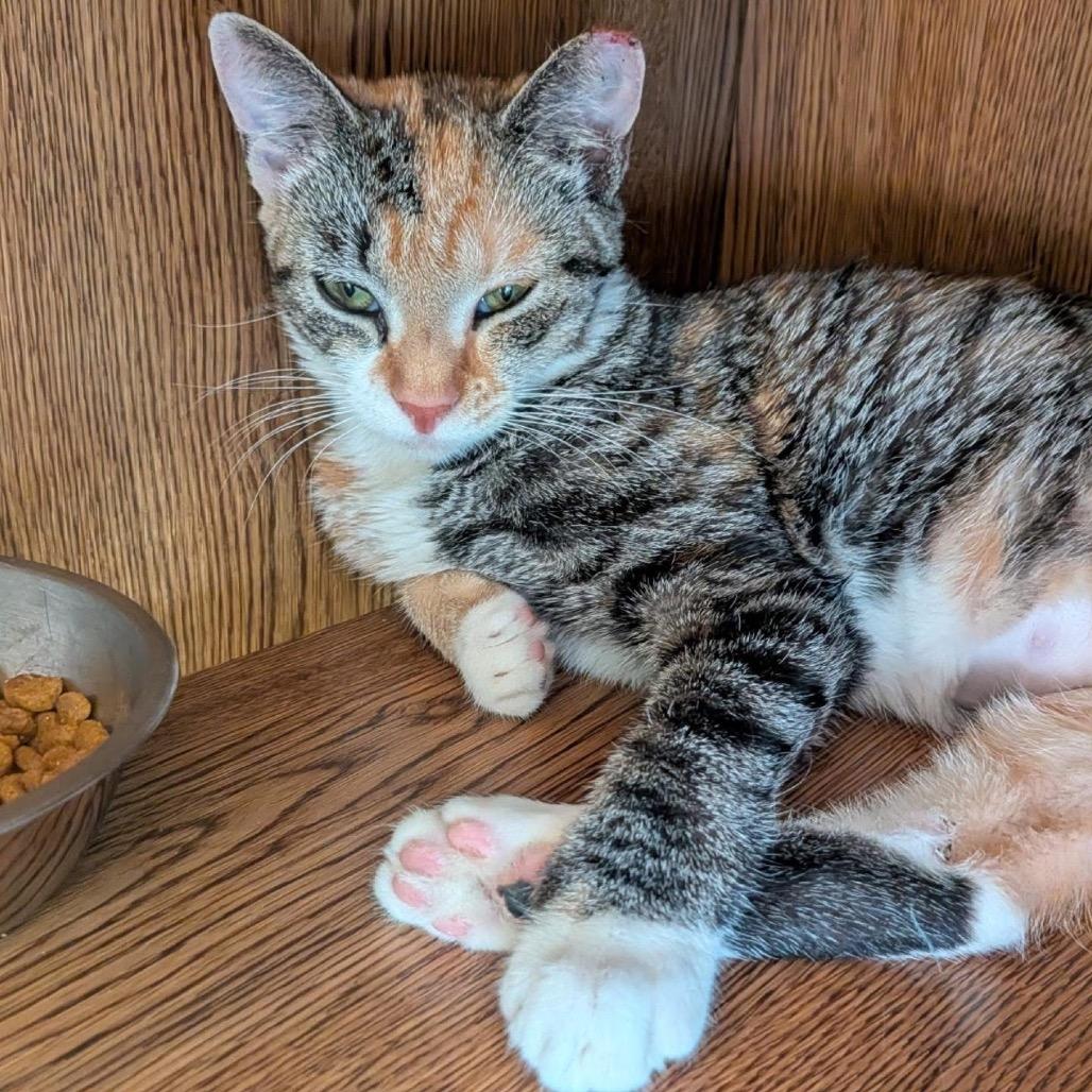 Eedy, Adoptable, Young Female Domestic Short Hair.