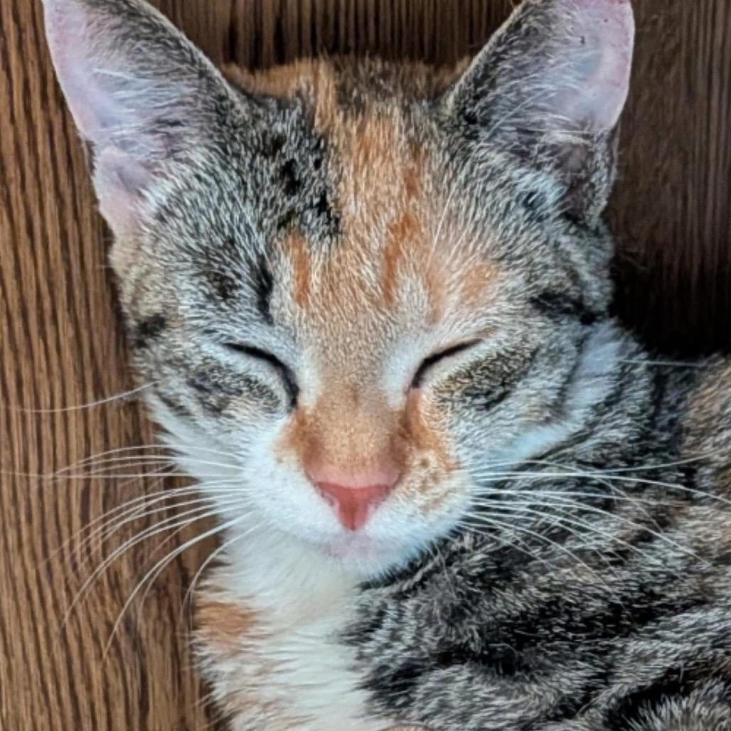 Enlarge Eedy, a Adoptable Domestic Short Hair in Oxford, ME image 2/2