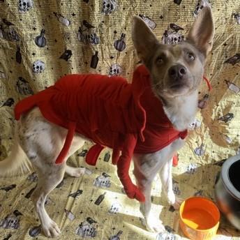 Sativa, a Adoptable mixed breed in Rapid City, SD image 4/4