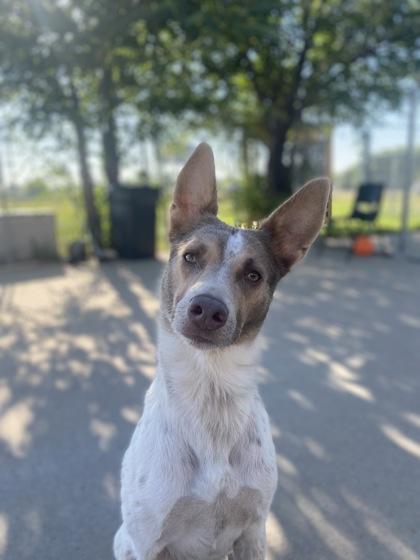 Sativa, a Adoptable mixed breed in Rapid City, SD image 2/4