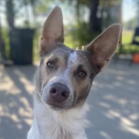 Sativa, Adoptable, Adult Female Australian Cattle Dog / Blue Heeler.