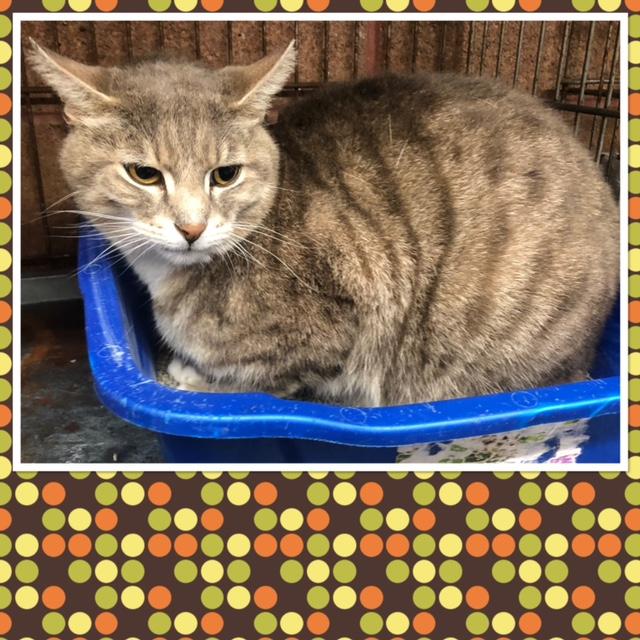 FELIX, ADOPTABLE, Adult Male Domestic Short Hair.